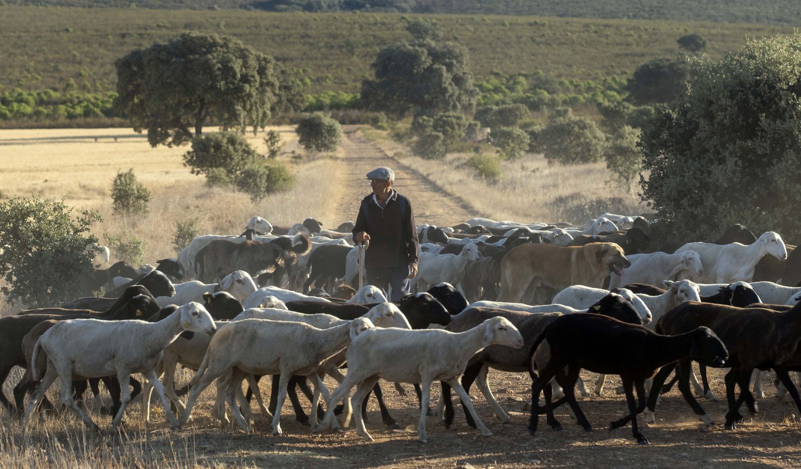 Traslado de 2000 ovejas desde Tábara a Fontanillas de Castro por falta de comida provocada por los incendios en la provincia de Zamora. Juan Luis Pérez, Lorenzo Arias y Maximino Pérez son tres pastores (13)