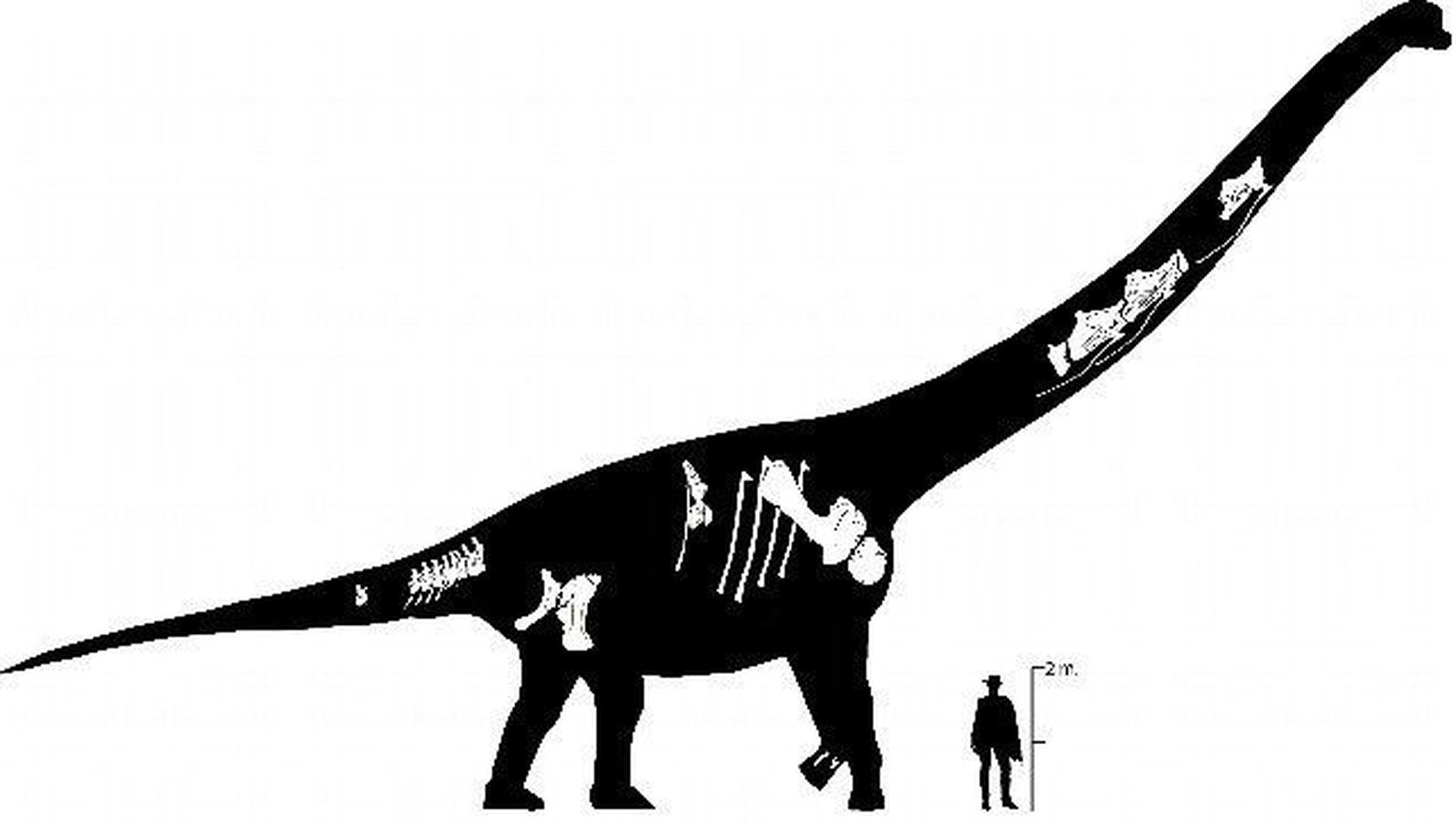 Europatitan eastwoodi. Se presentan piezas de un nuevo dinosaurio halladas en la Sierra de la Demanda