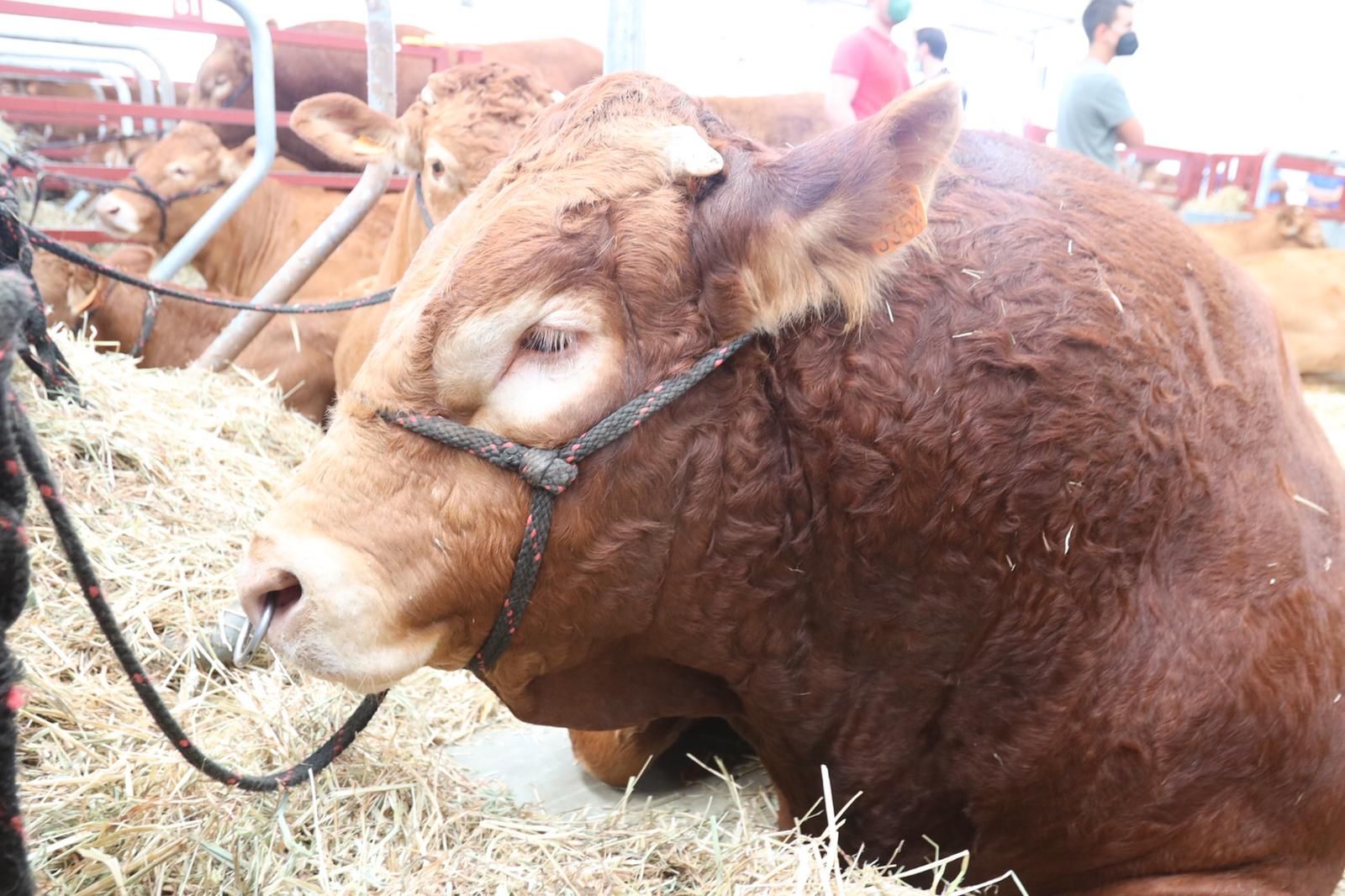 Un ejemplar de limusín en Salamaq