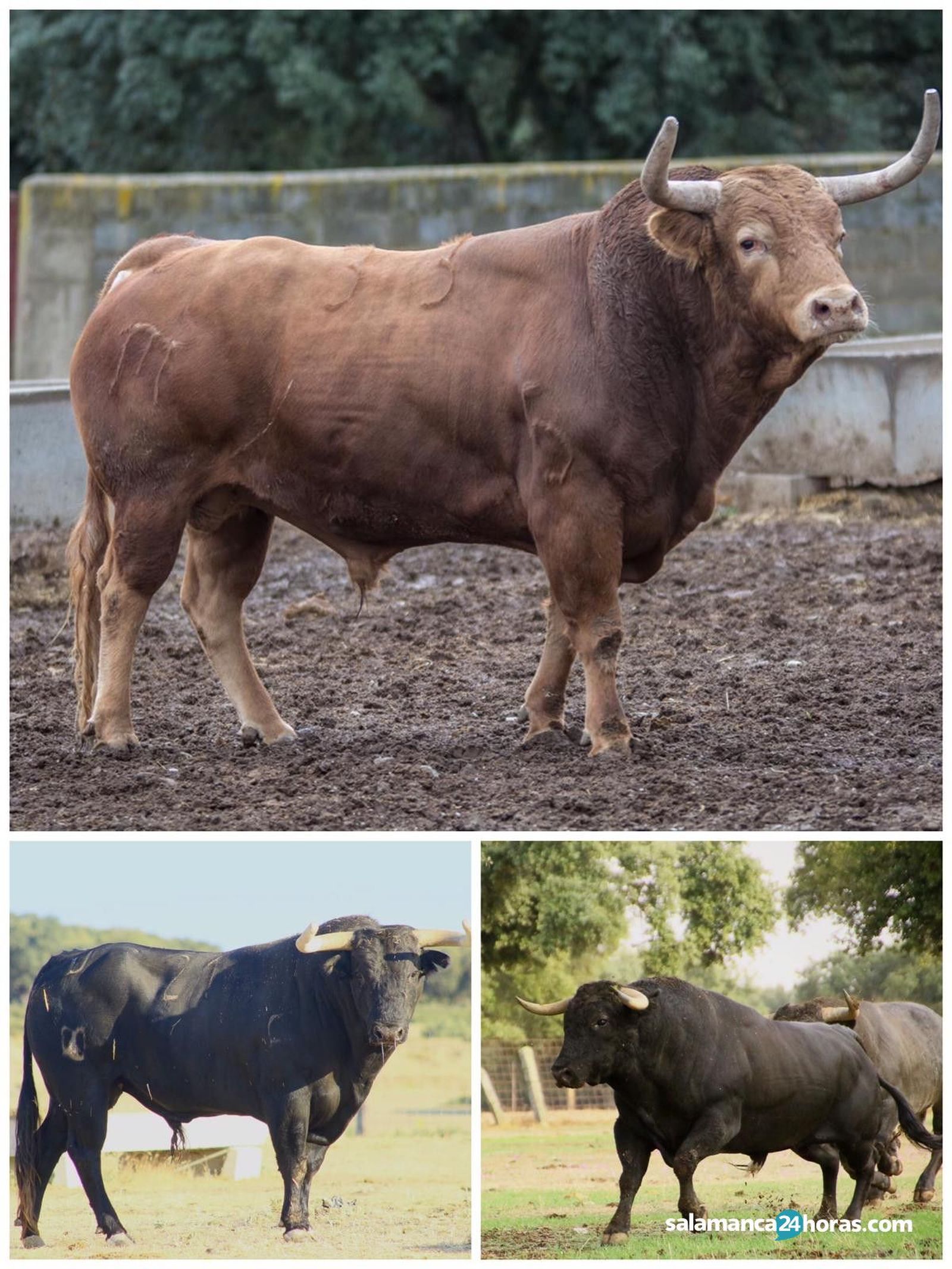 2  toro del cajón Alba (8)