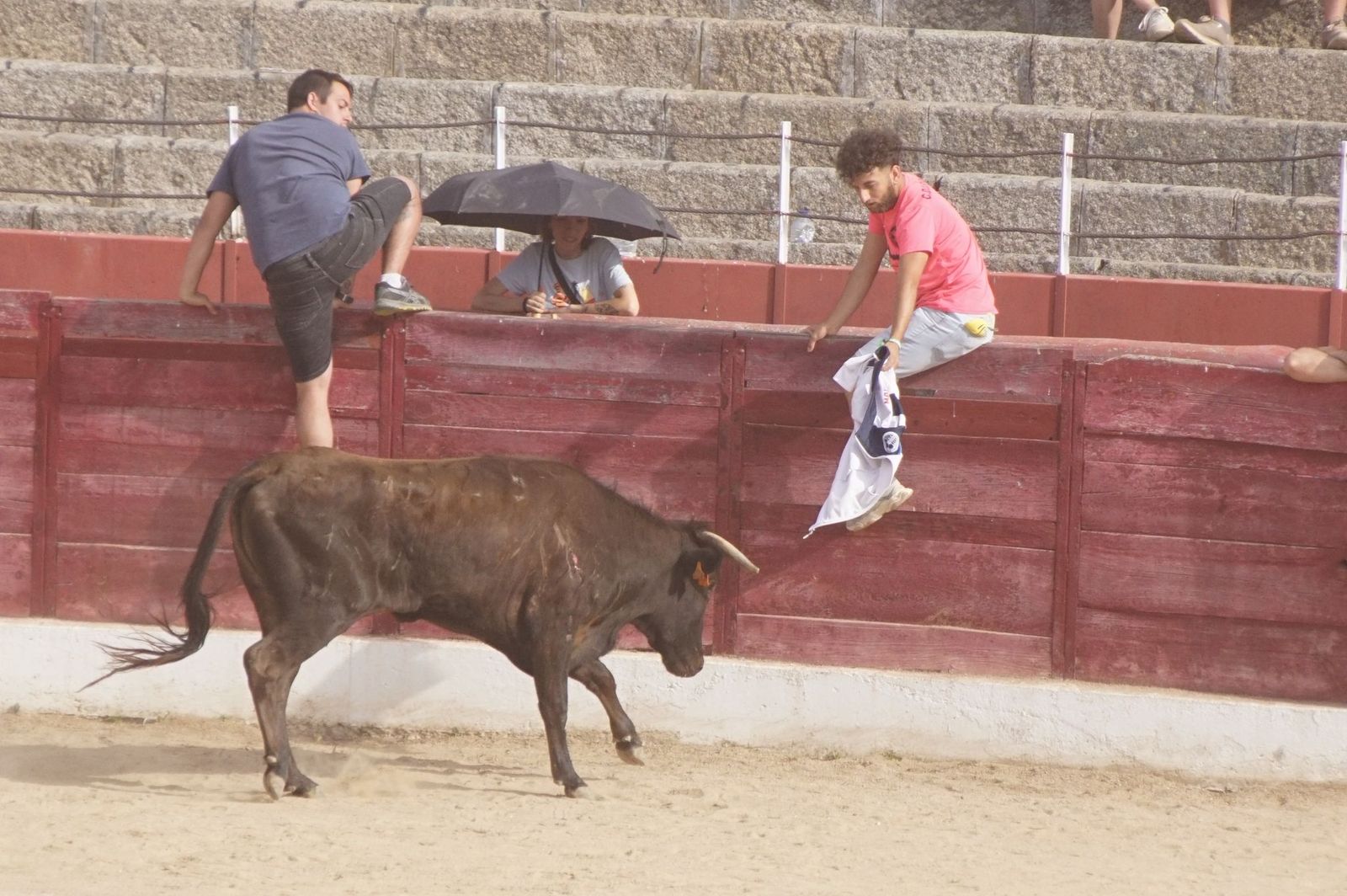 Ledesma, vaquilla aguardiente lunes Corpus 2025 (29).jpeg