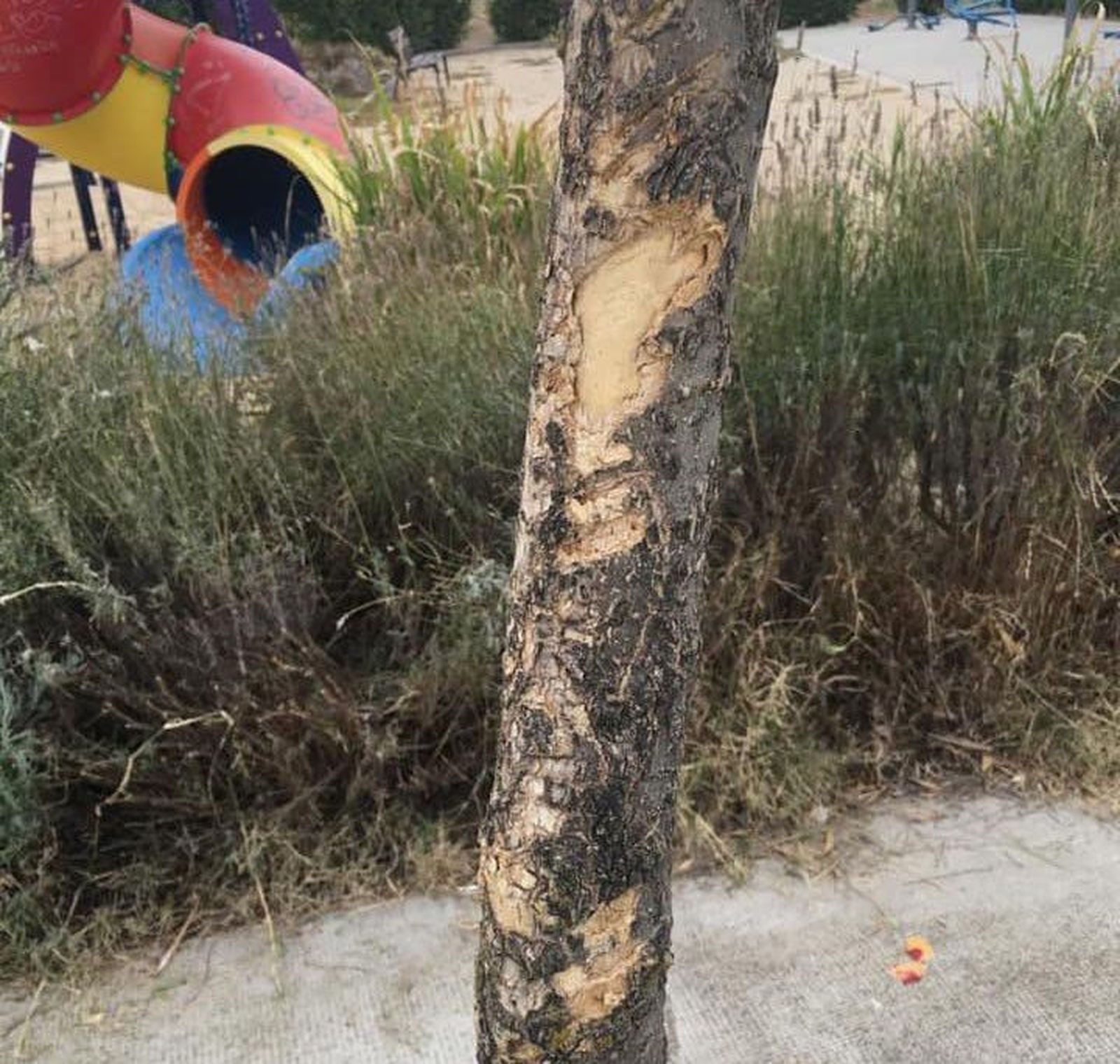 Actos vandalicos monfarracinos (2)