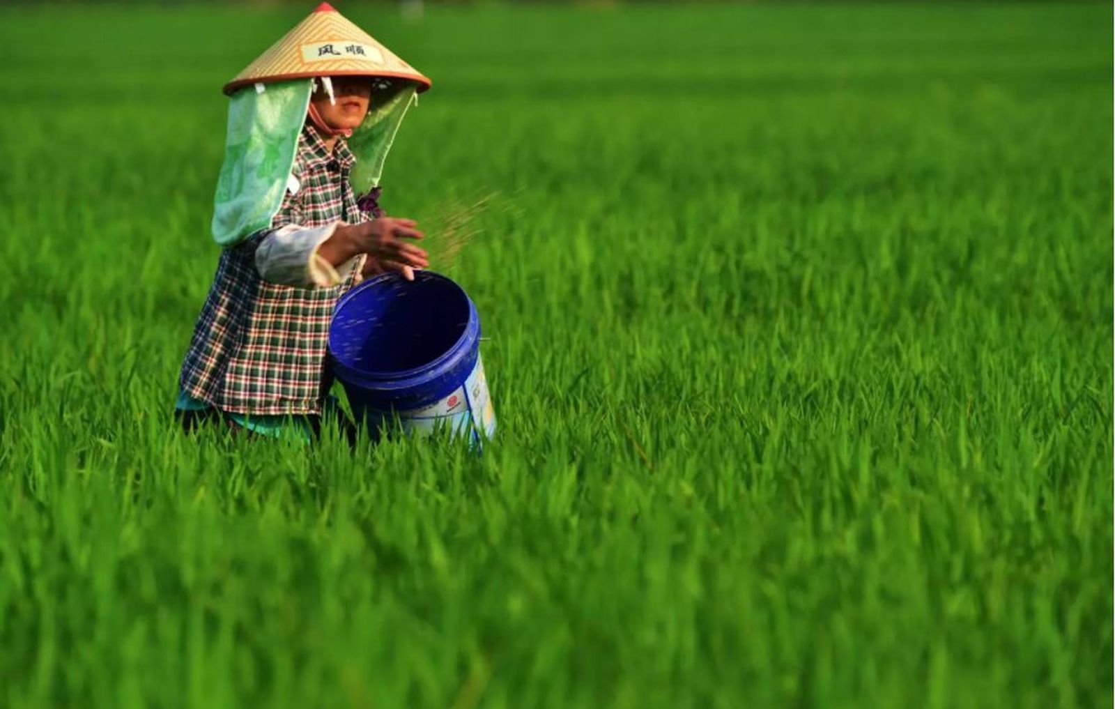 Una persona esparce insecticida. EP