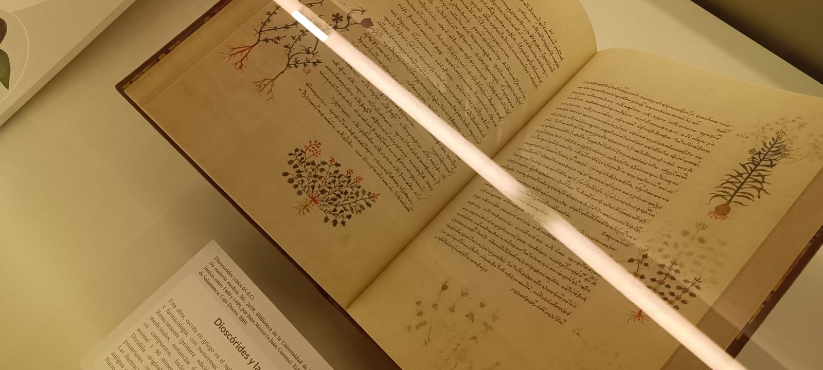 exposicion-botanica-4