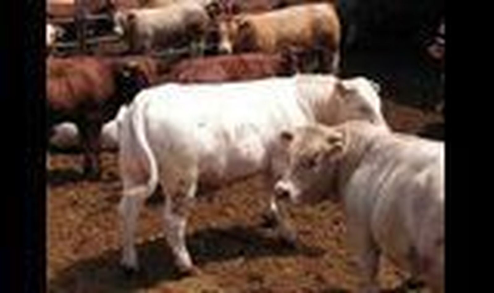 El vacuno encara una nueva etapa de desarrollo