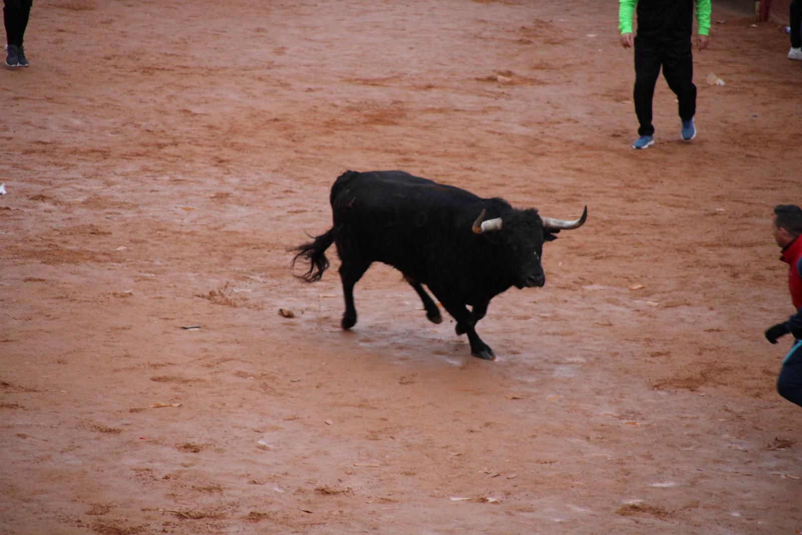 toro-del-aguardiente-en-ciudad-rodrigo-carnaval-24-15