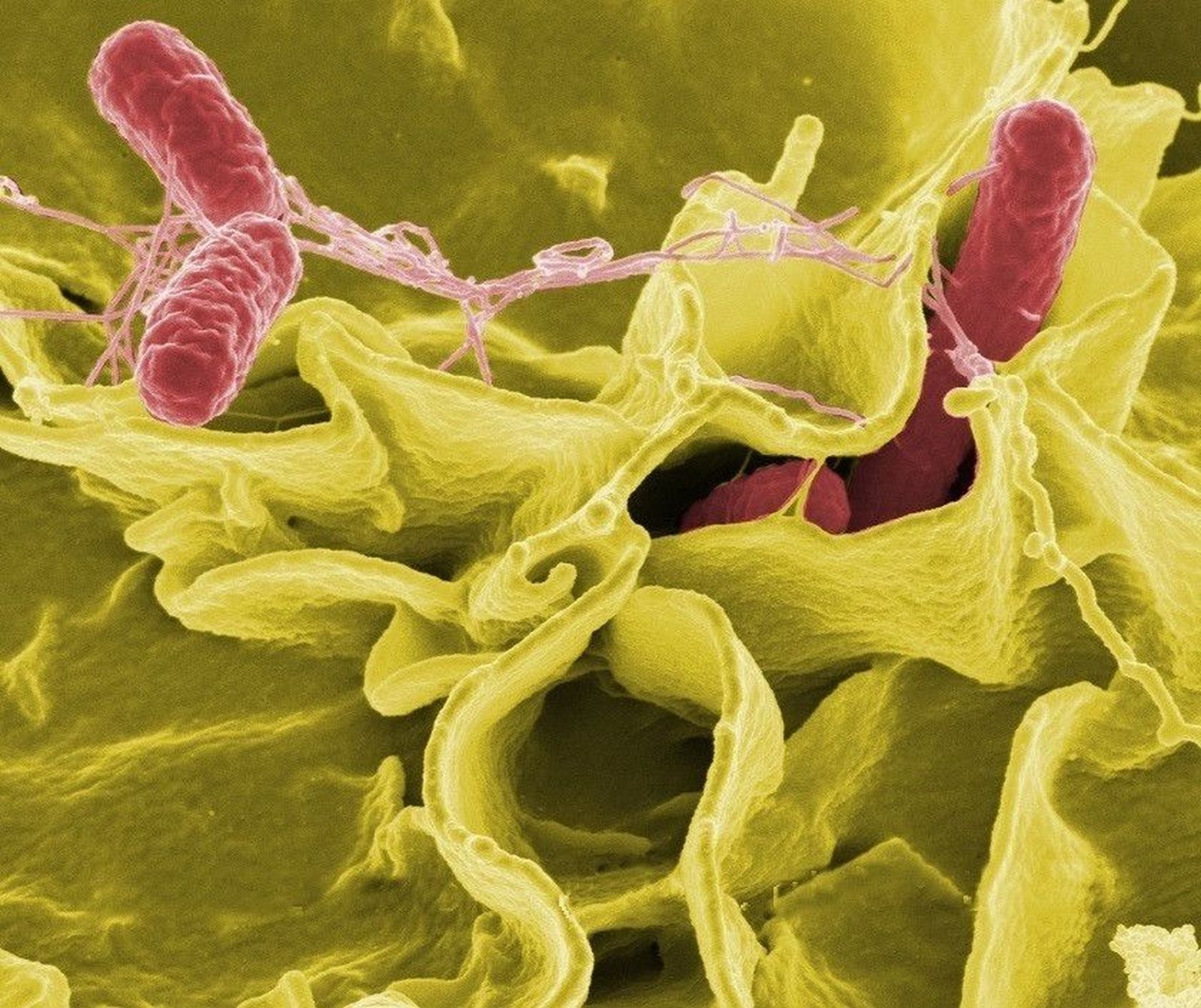 Las analíticas confirman la presencia de salmonella en uno de los alimentos implicados en la toxiinfección