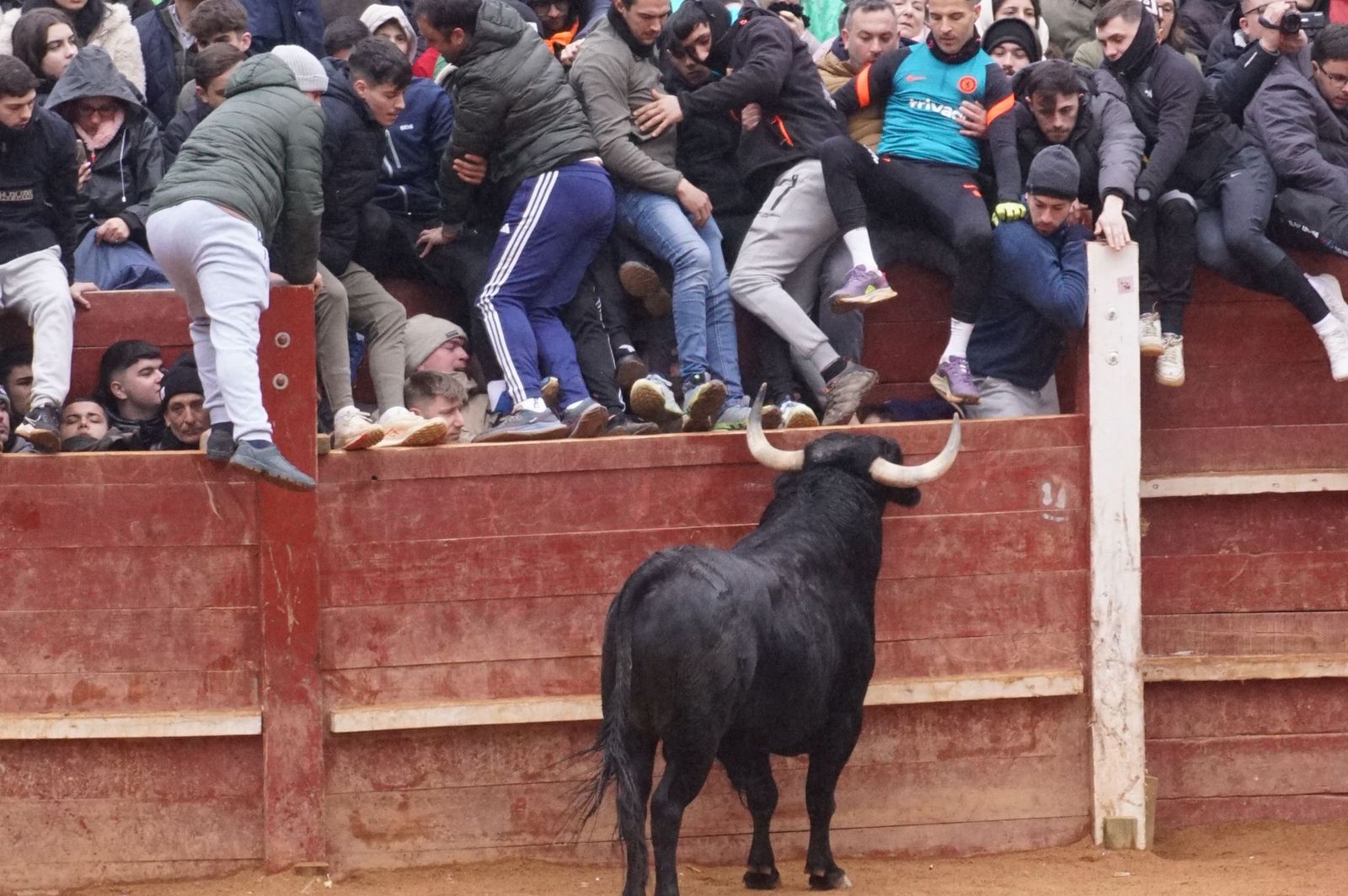 Capea matinal de domingo de carnaval en Ciudad Rodrigo (59).jpeg