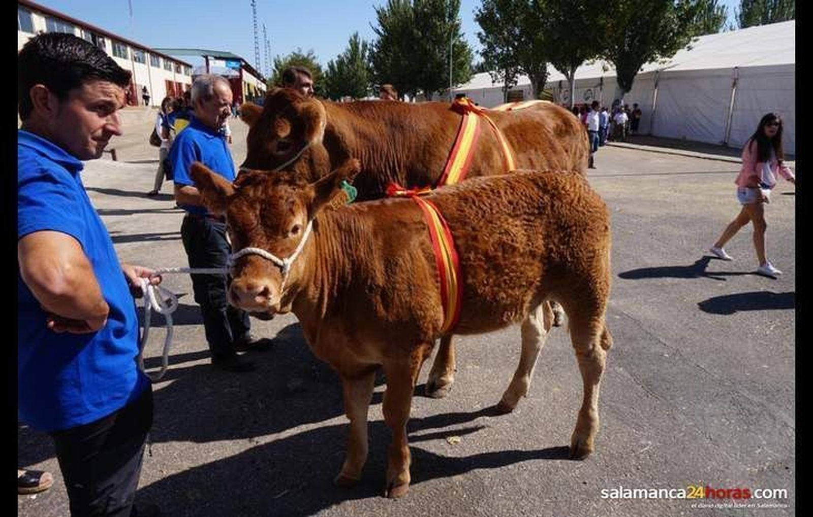 Caja Rural de Salamanca renueva su convenio con la Asociación de Ganado Limusín de Castilla y León