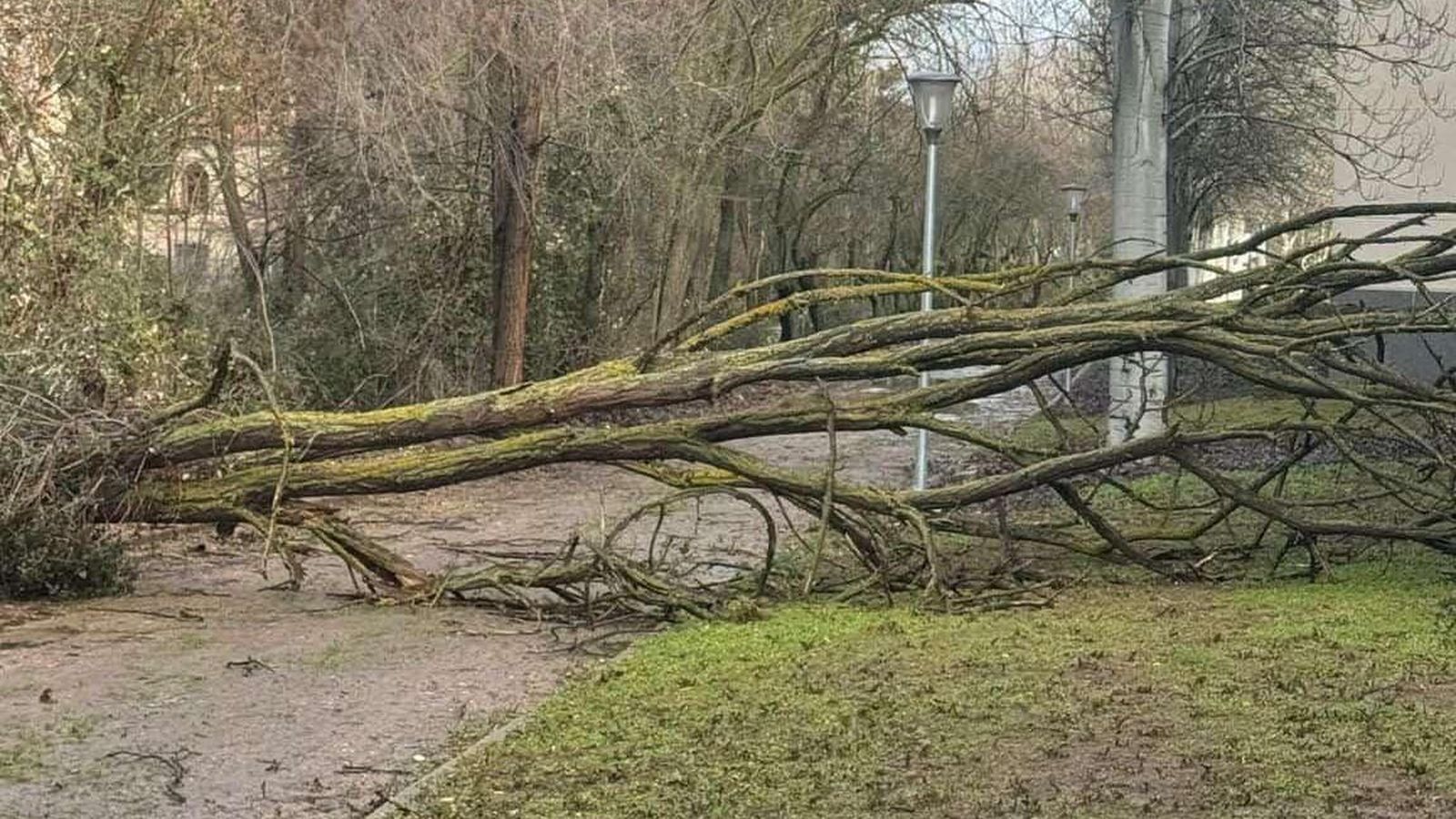 Un arbol cae en la avenida de Segovia por las lluvias