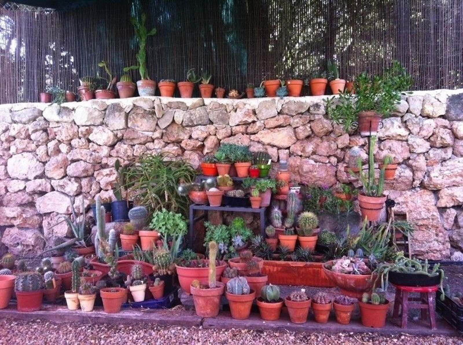 Coleccionistas: cactus