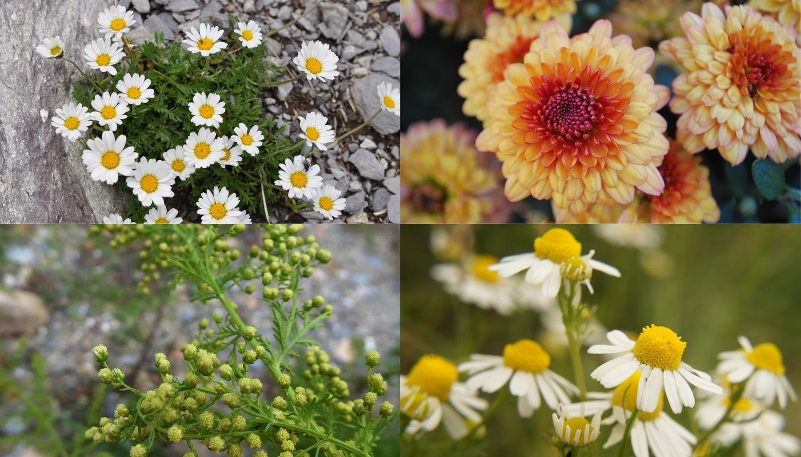 Un estudio liderado por investigadores del CSIC aclara la compleja evolución de margaritas, crisantemos y manzanillas. Foto CSIC