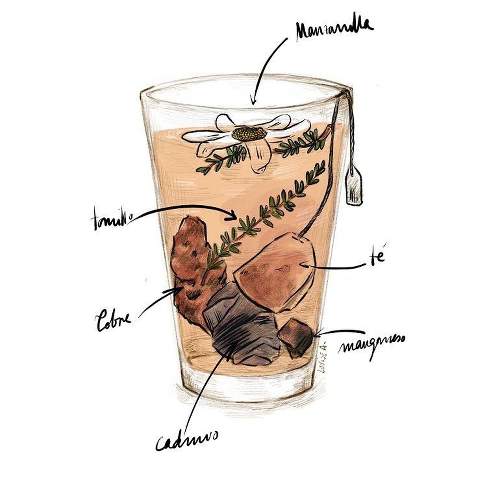 Las plantas utilizadas en infusiones contienen metales pesados pero no suponen un riesgo