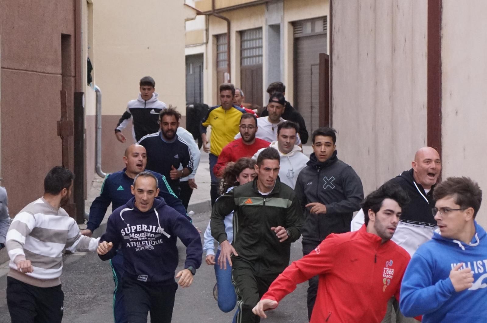 Alba de Tormes celebra un encierro, capea y encierro de minibueyes
