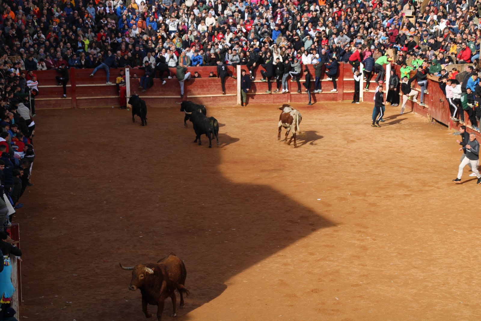 Encierro de martes en el Carnaval del Toro de Ciudad Rodrigo 2026