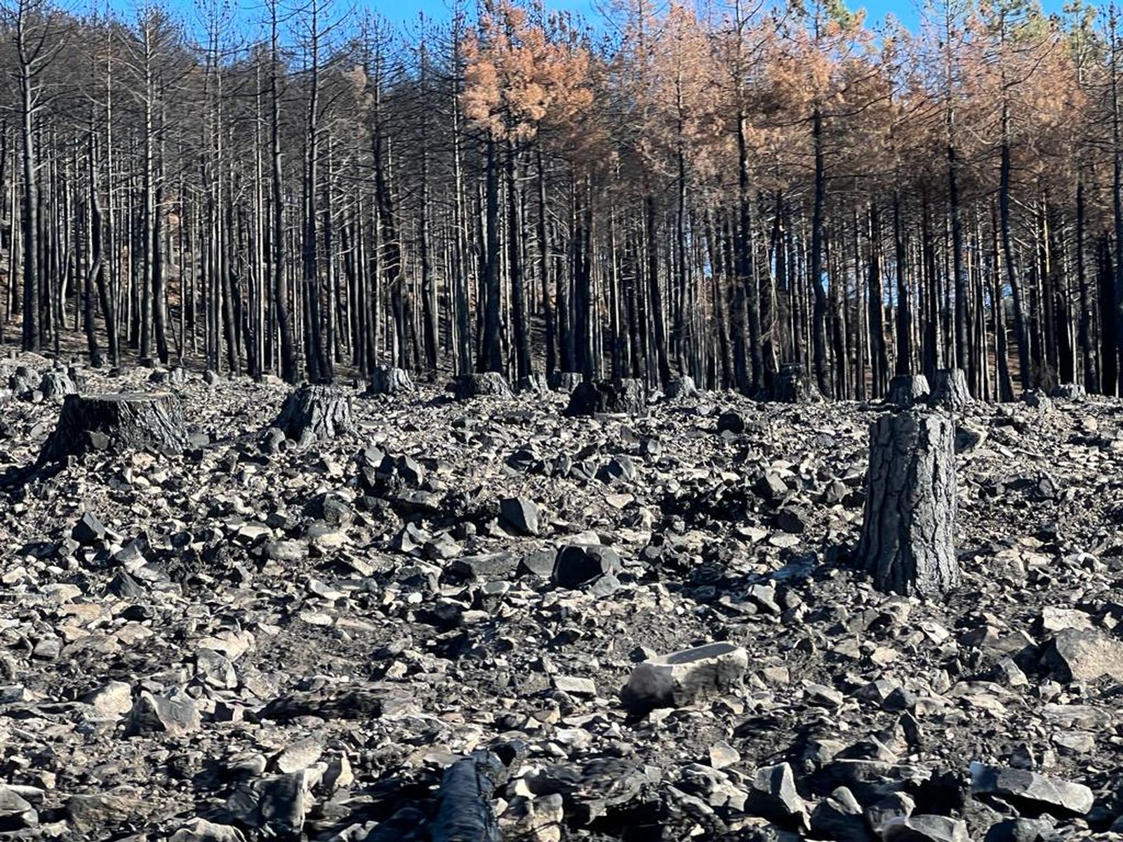 Imagen del incendio de Monsagro en una de las zonas afectadas tres meses después. Foto S24H Imagen del incendio de Monsagro en una de las zonas afectadas tres meses después. Foto S24H