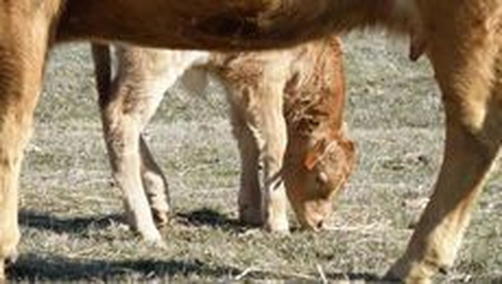 Tuberculosis bovina. Archivo