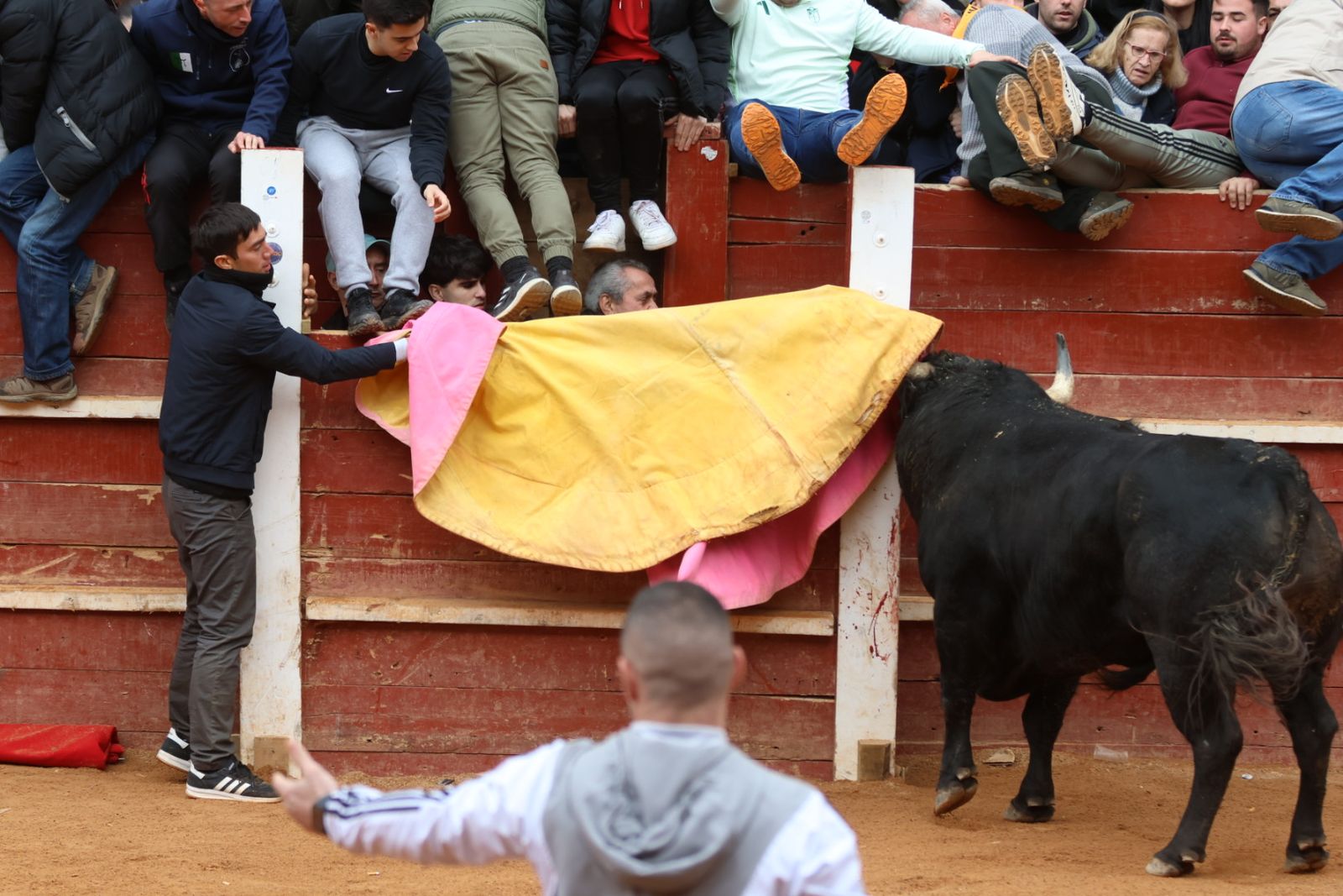 Mañana de capea de lunes en el Carnaval del Toro 2026