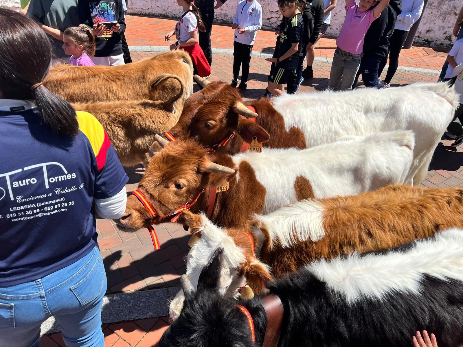 mini-bueyes-en-elas-fiestas-de-doninos-2025-24