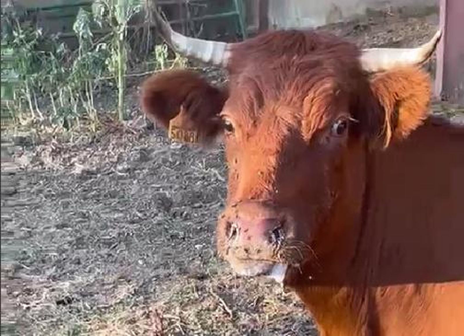 Vaca con síntomas de EHE en una explotación de Cipérez Vaca con síntomas de EHE en una explotación de Cipérez