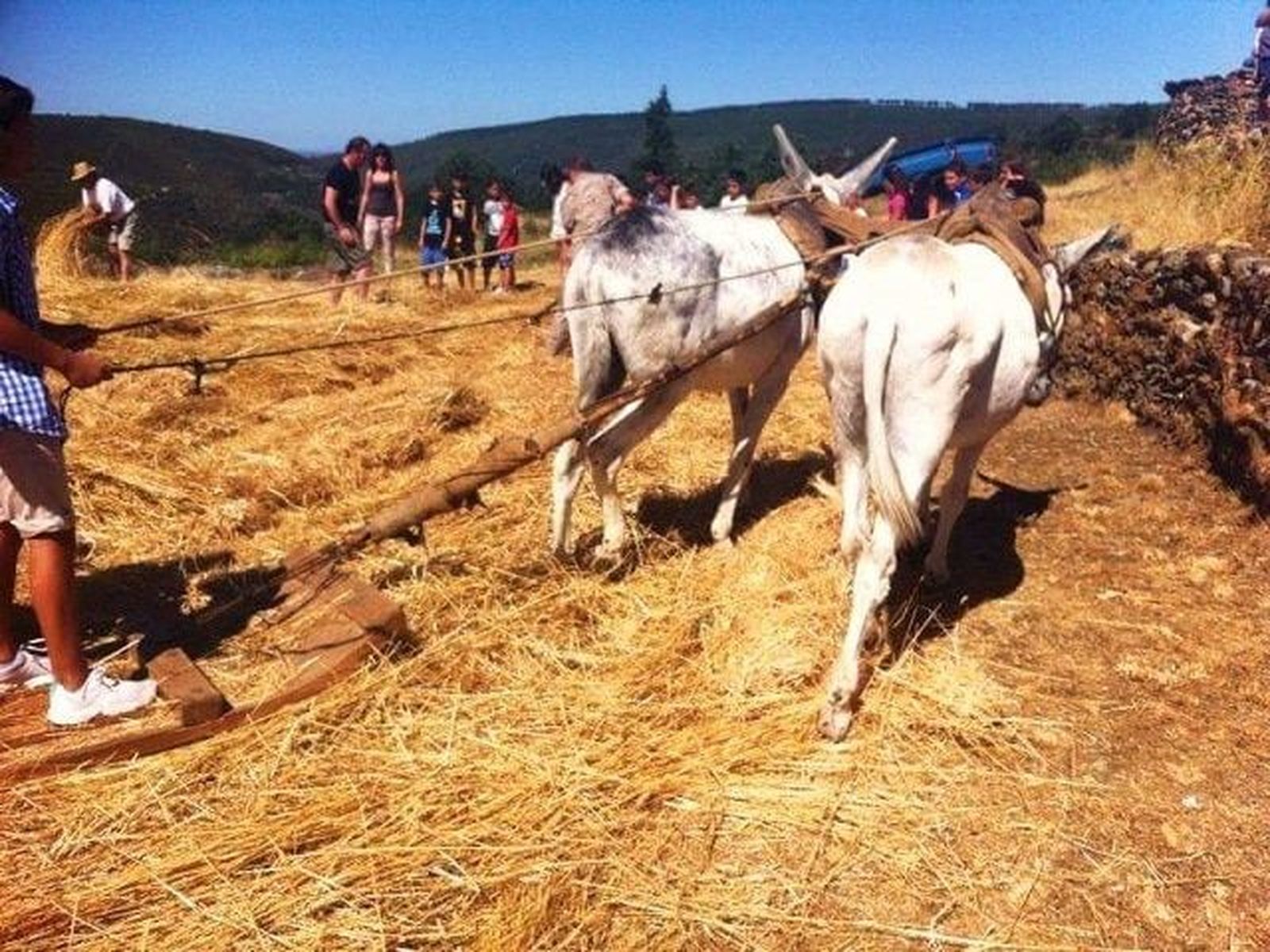 Jornadas de trilla en Monsagro. Foto Ayuntamiento de Monsagro