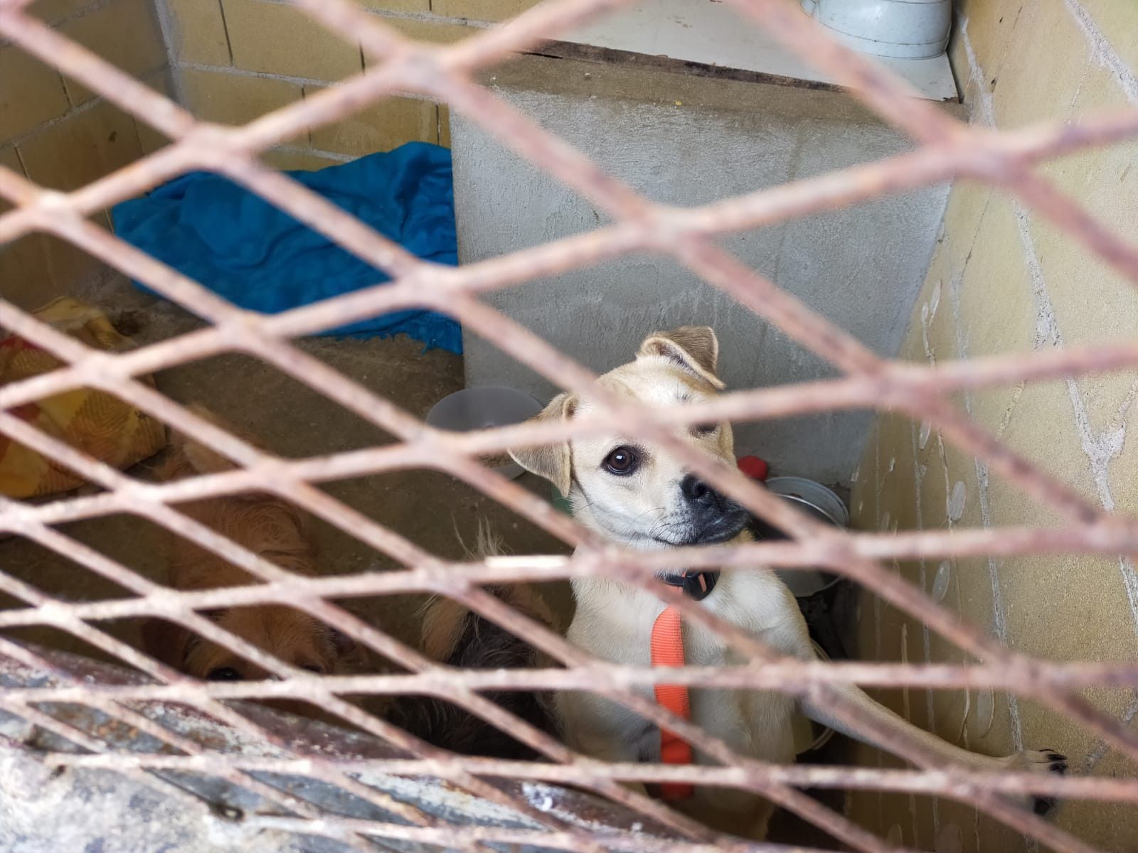 El centro de recogida de animales de Toro, desbordado