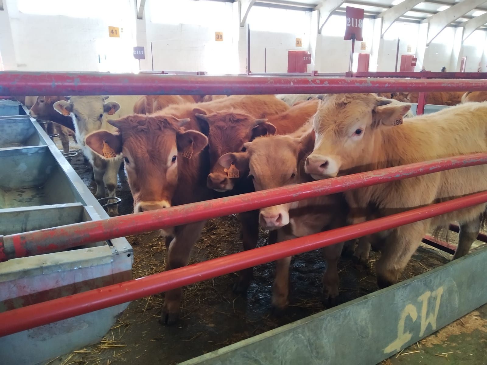 Lonja y mercado de ganados 18 de marzo 2024