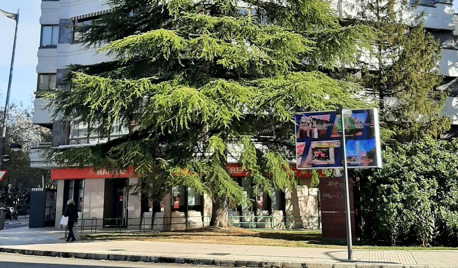 Imagen del árbol en cuestión