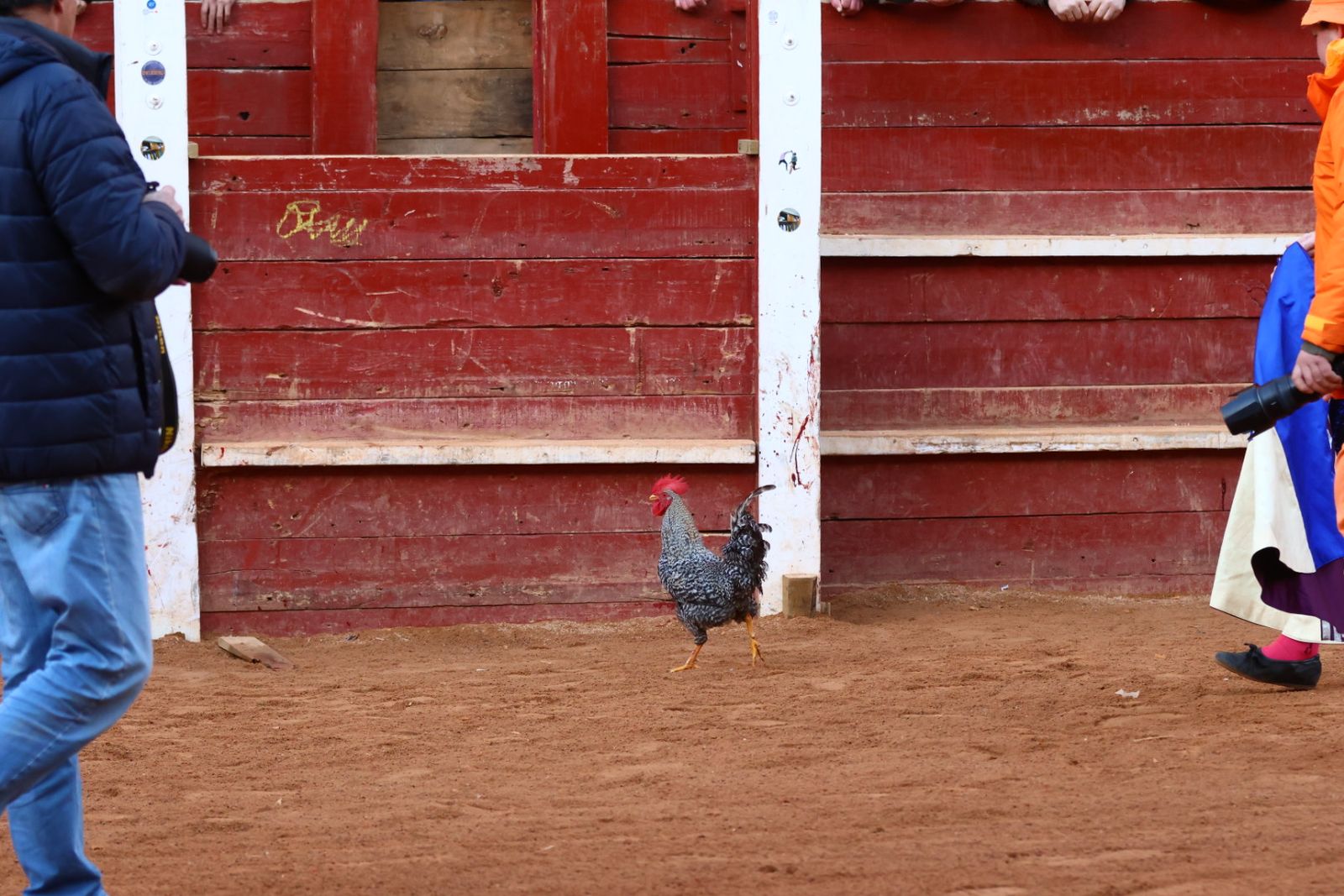Novillada con picadores de lunes en el Carnaval del Toro de Ciudad Rodrigo 2026