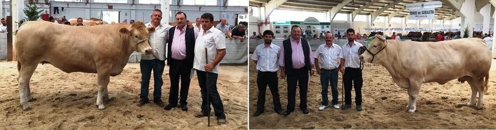 Una empresa salmantina desembolsa cerca de 10.000 euros por dos vacas cebadas