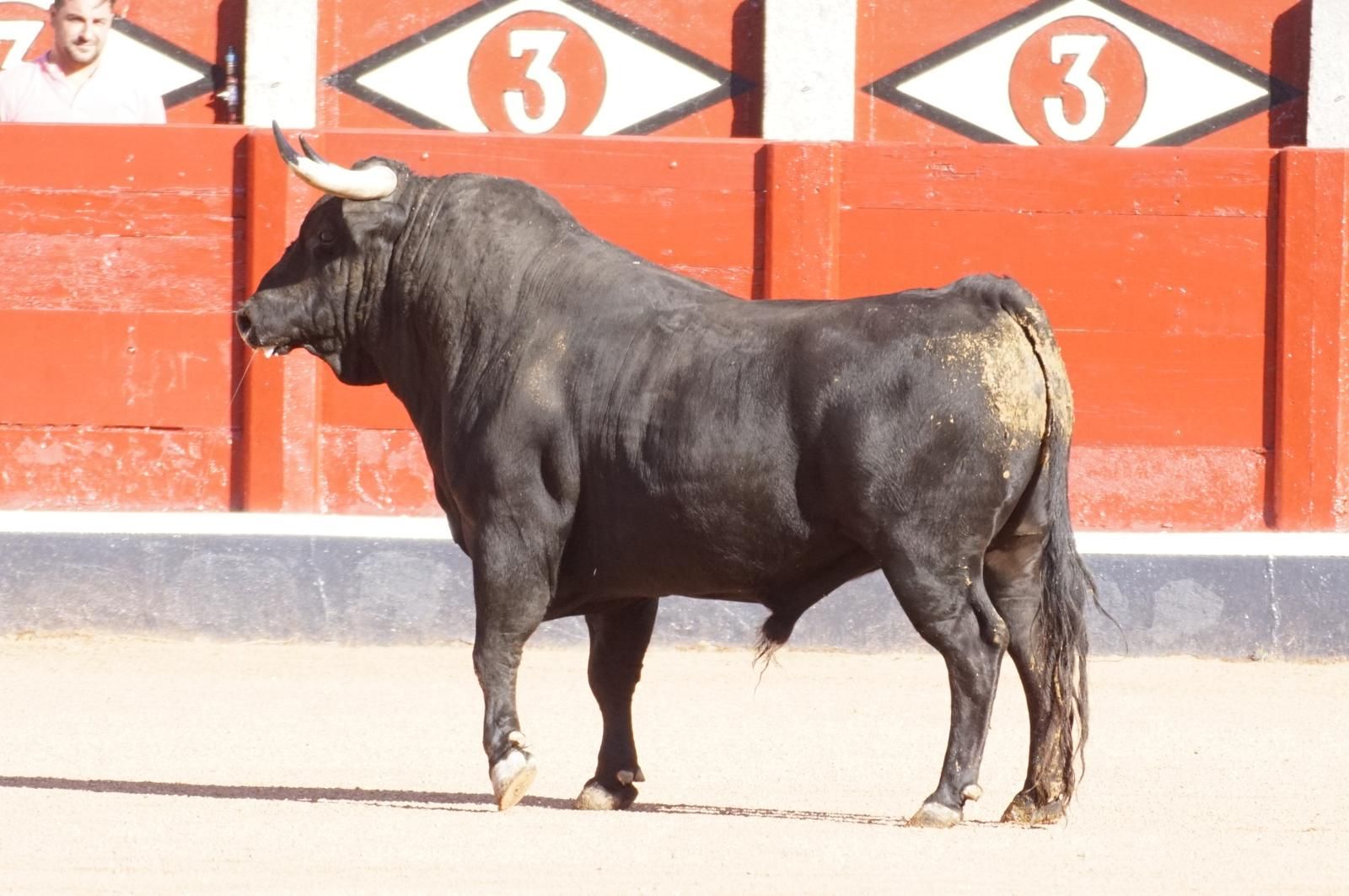 Tradicional Desenjaule en la Plaza de Toros La Glorieta