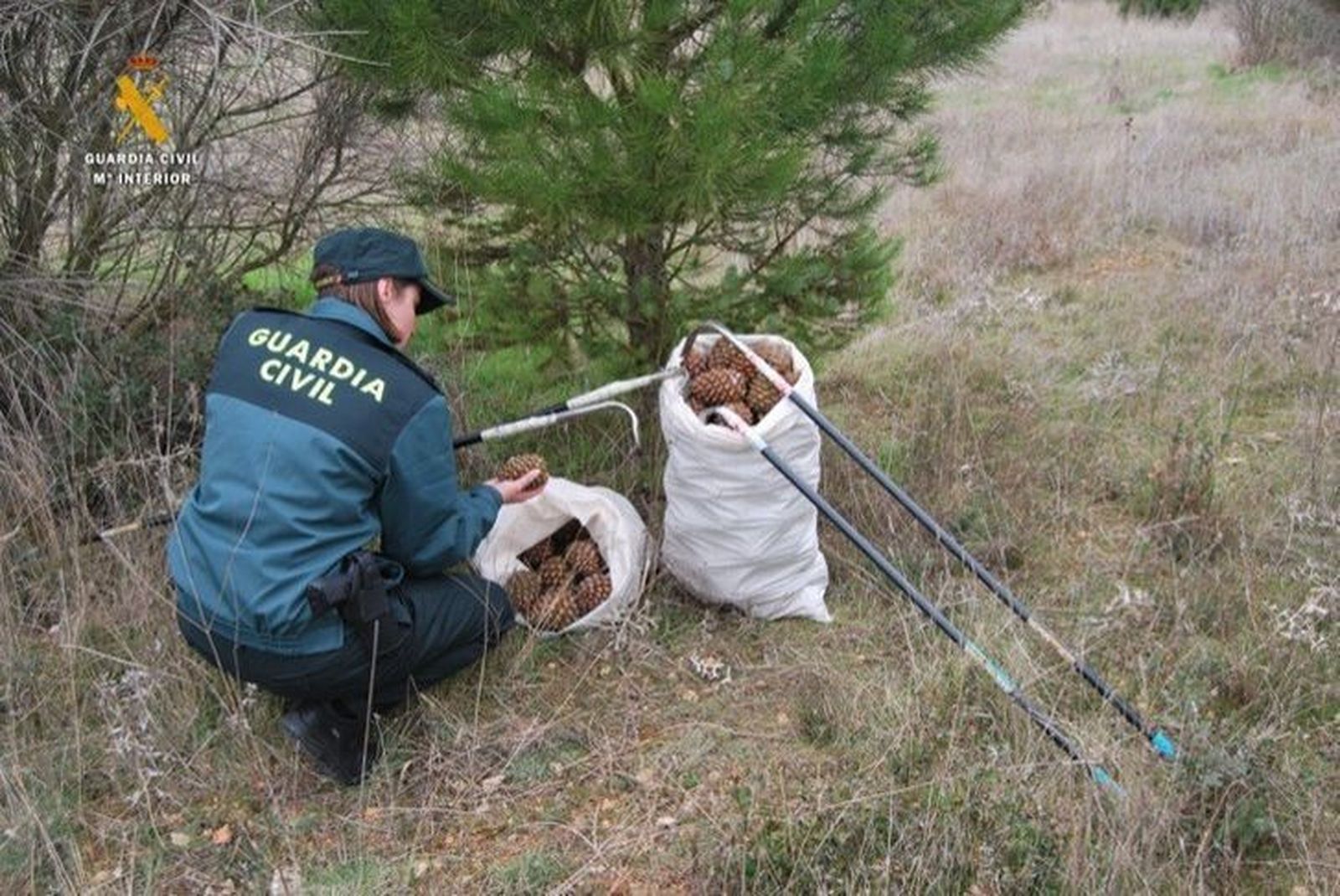La Guardia Civil detiene en Toro a los presuntos autores del robo de 2.500 kilogramos de piñas en un pueblo de Palencia