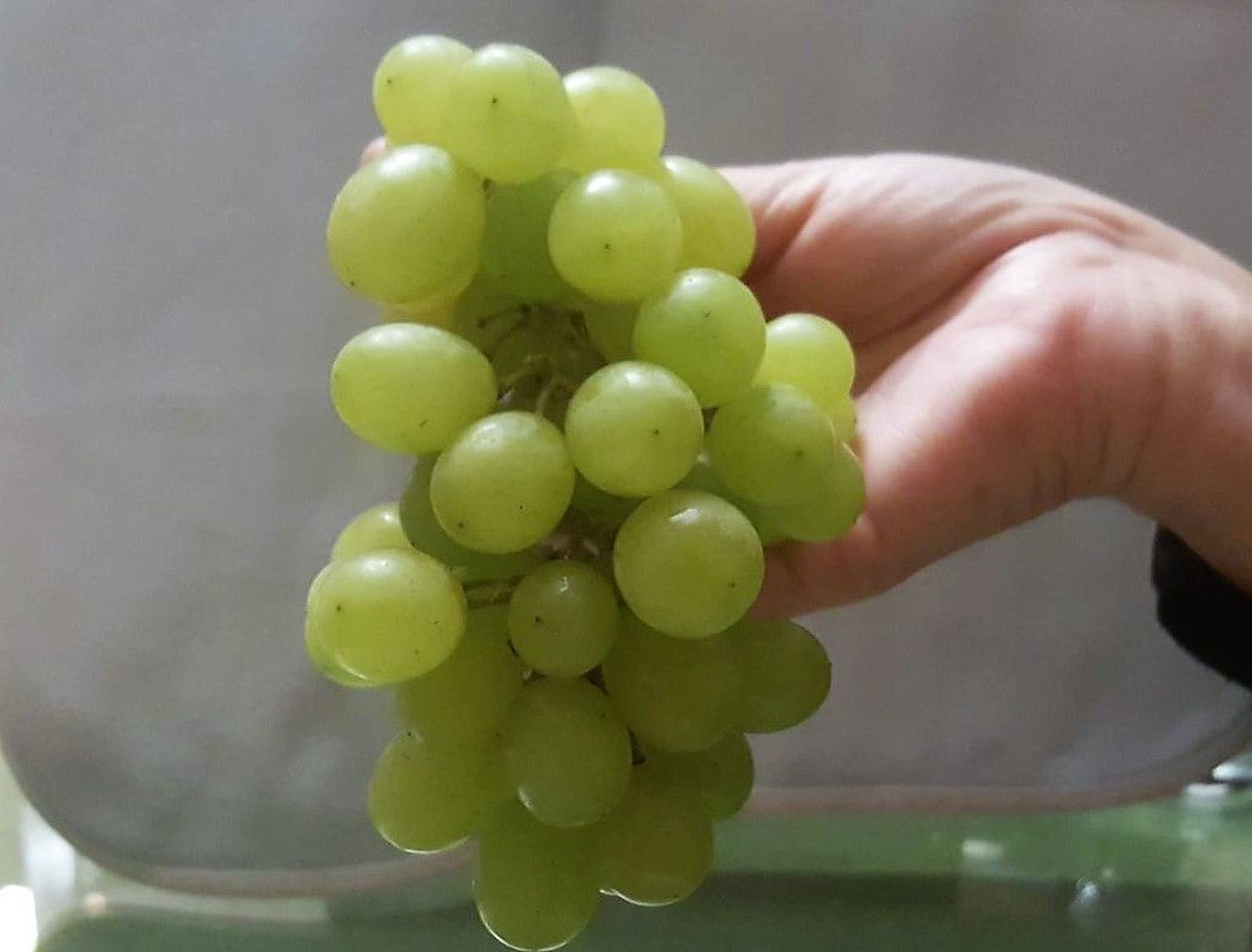 Uvas2