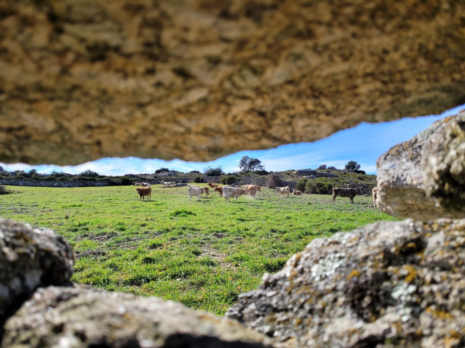 Vacas en el campo. Foto de archivo