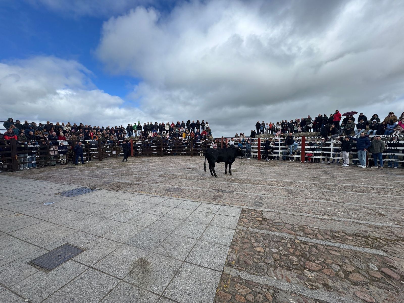 suelta-de-vaquillas-por-el-domingo-de-pinata-en-ciudad-rodrigo-9-de-marzo-de-2025-2