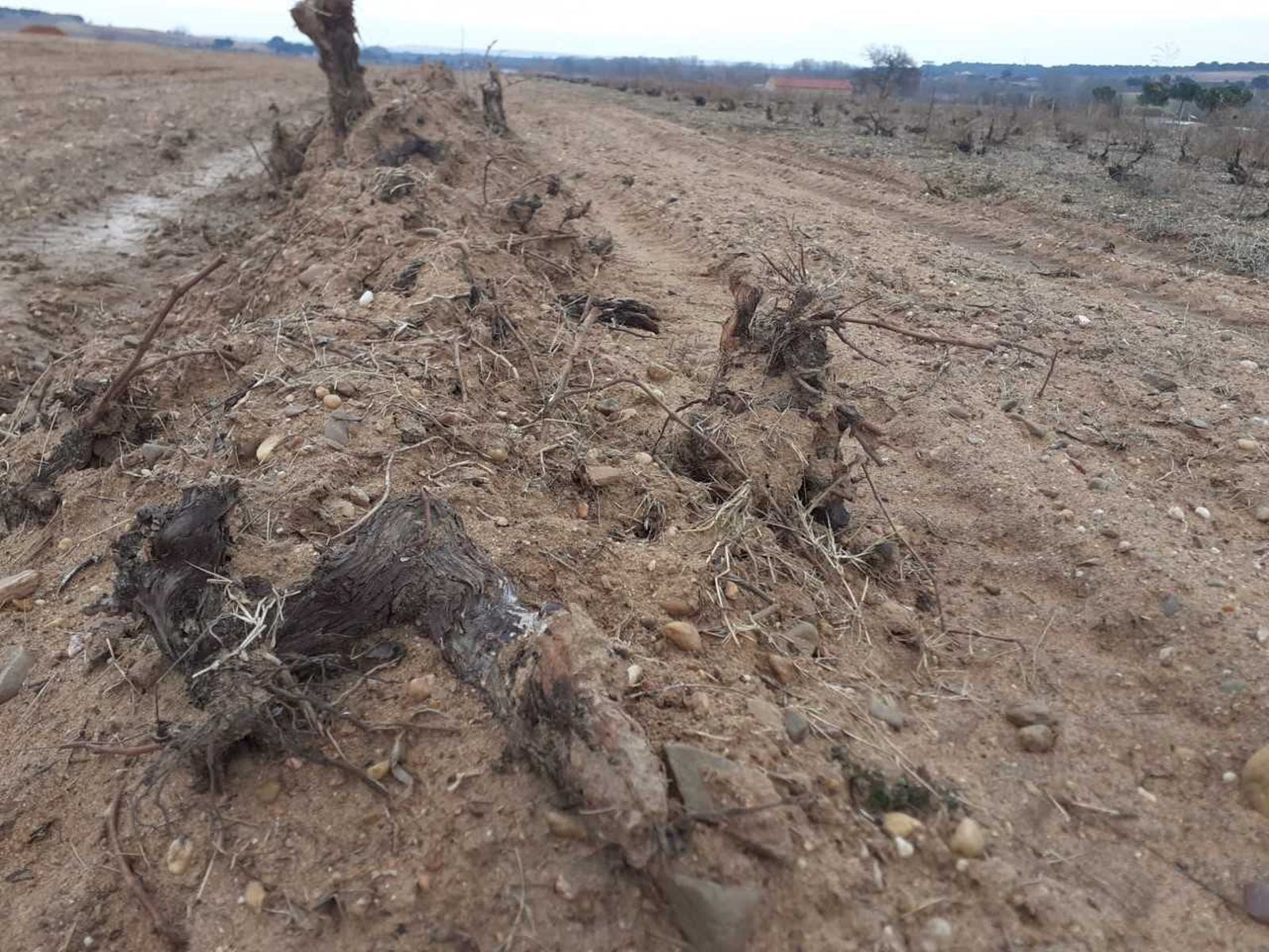 Imagen de los terrenos