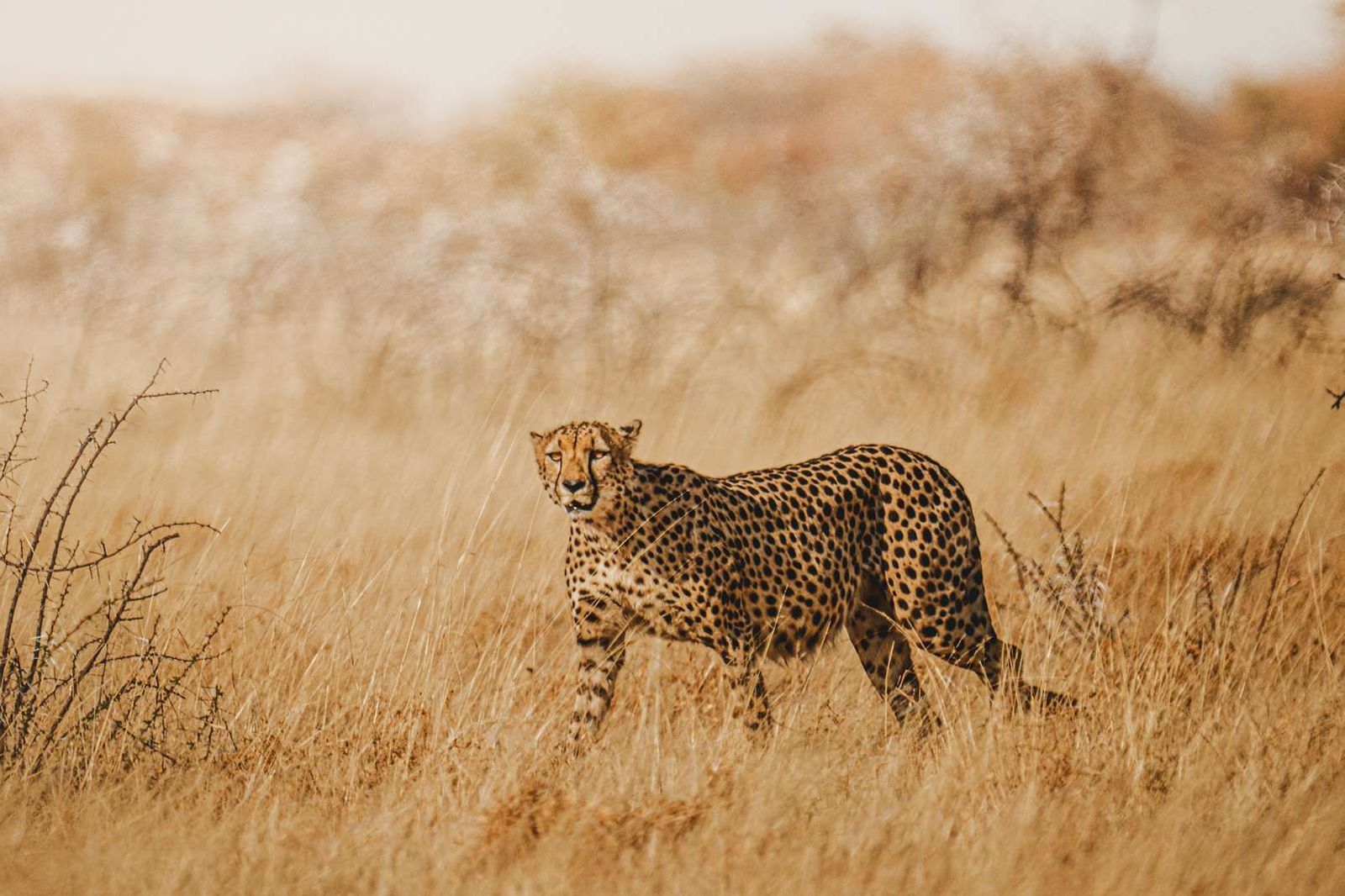 Namibia. Foto: Álvaro Valiente