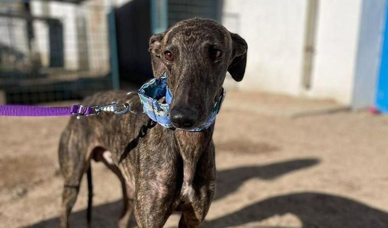 Galgos de la protectora Siempre Fiel