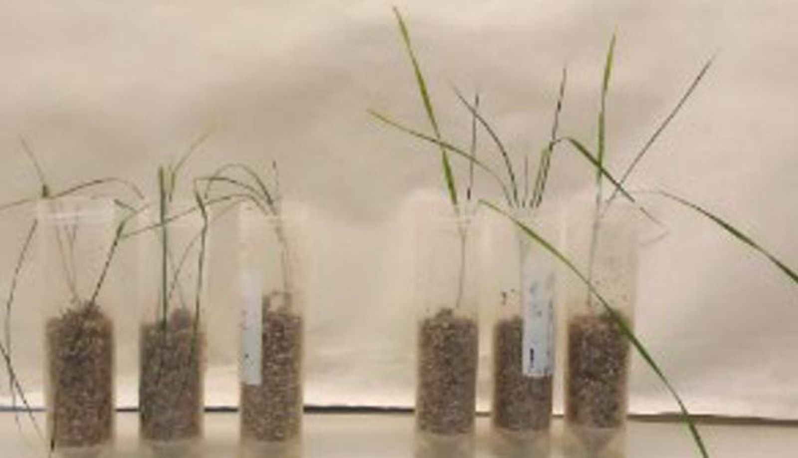 Proyecto 'Trichoderma'