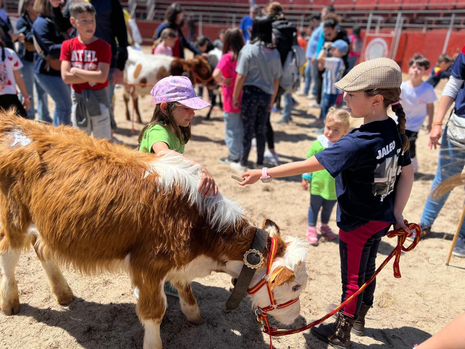mini-bueyes-en-elas-fiestas-de-doninos-2025-29