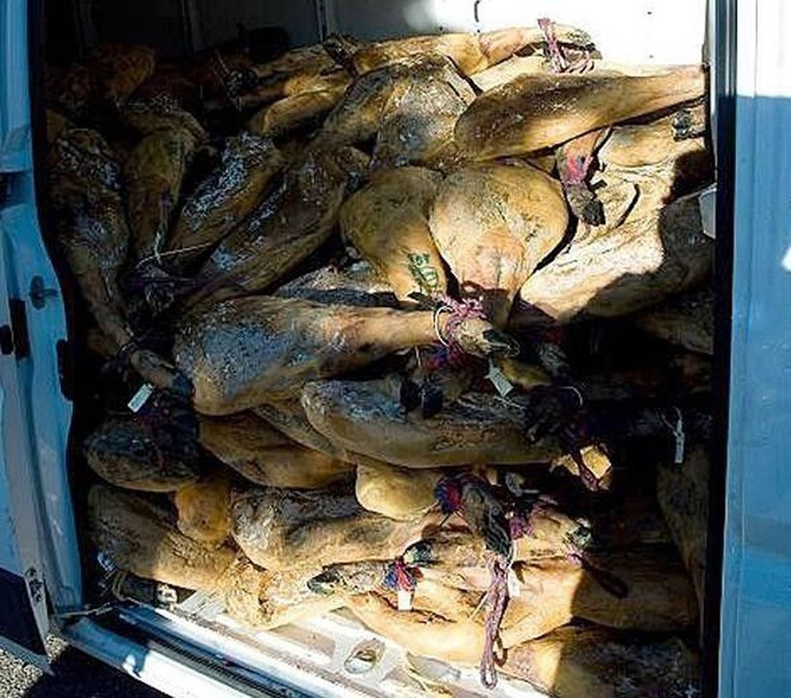 La Guardia Civil recupera 437 jamones y tres furgonetas robadas en Guijuelo