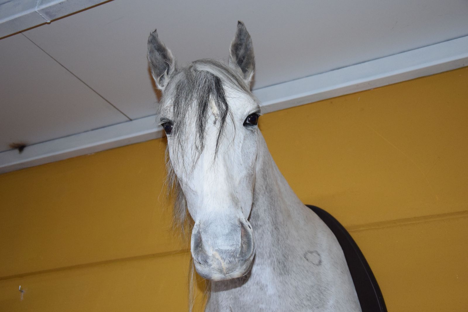 taxidermia-en-salamanca-16