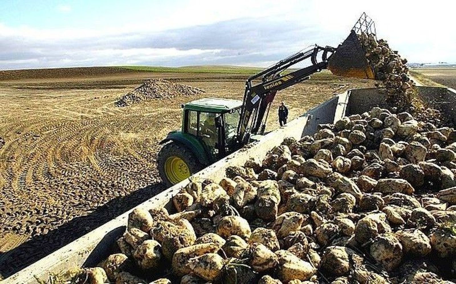 La azucarera de Miranda de Ebro ya ha recibido 33.000 toneladas de remolacha y la de Toro 23.000 toneladas