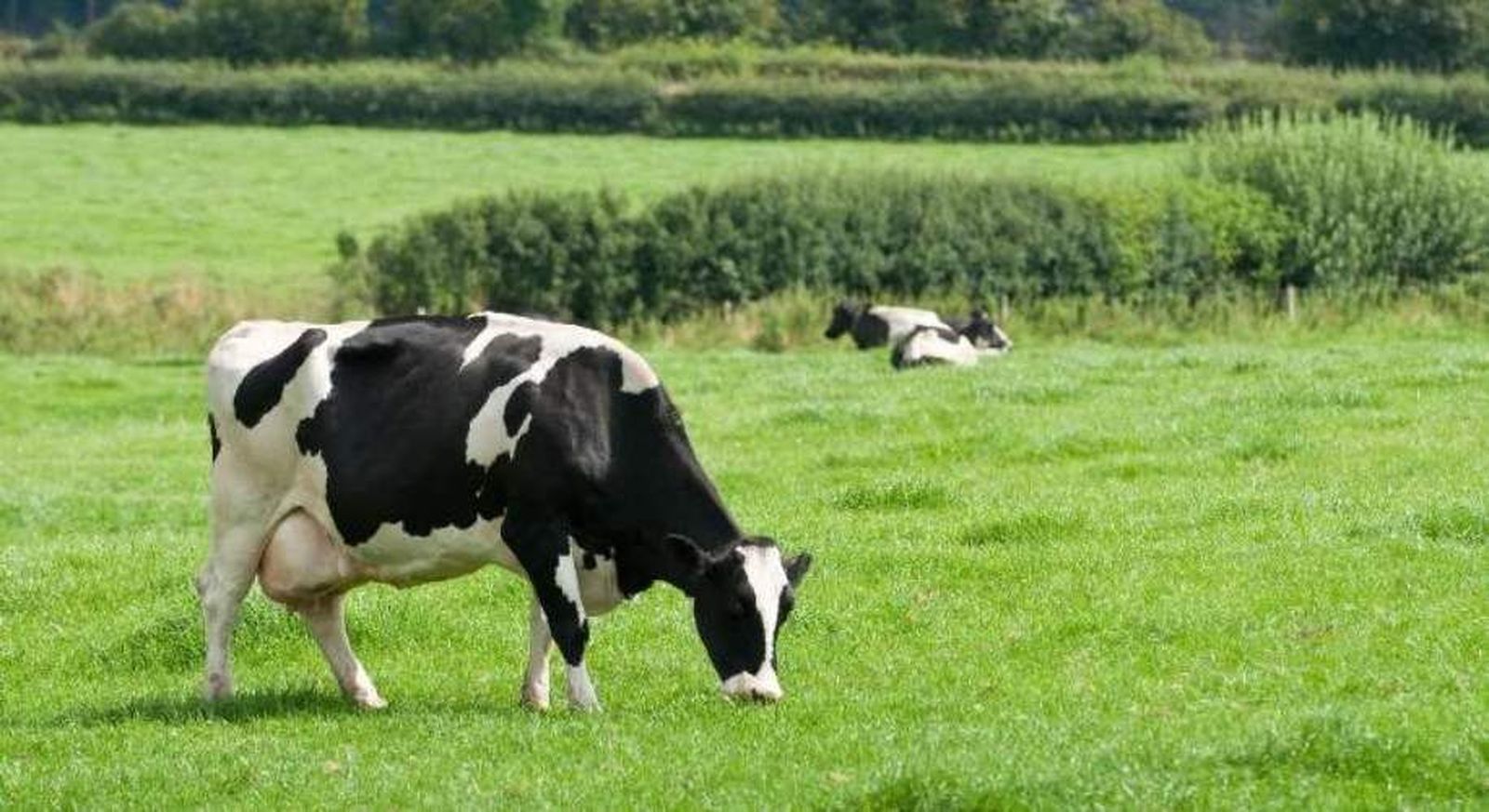 Vaca hierba dreamstime Vaca hierba dreamstime