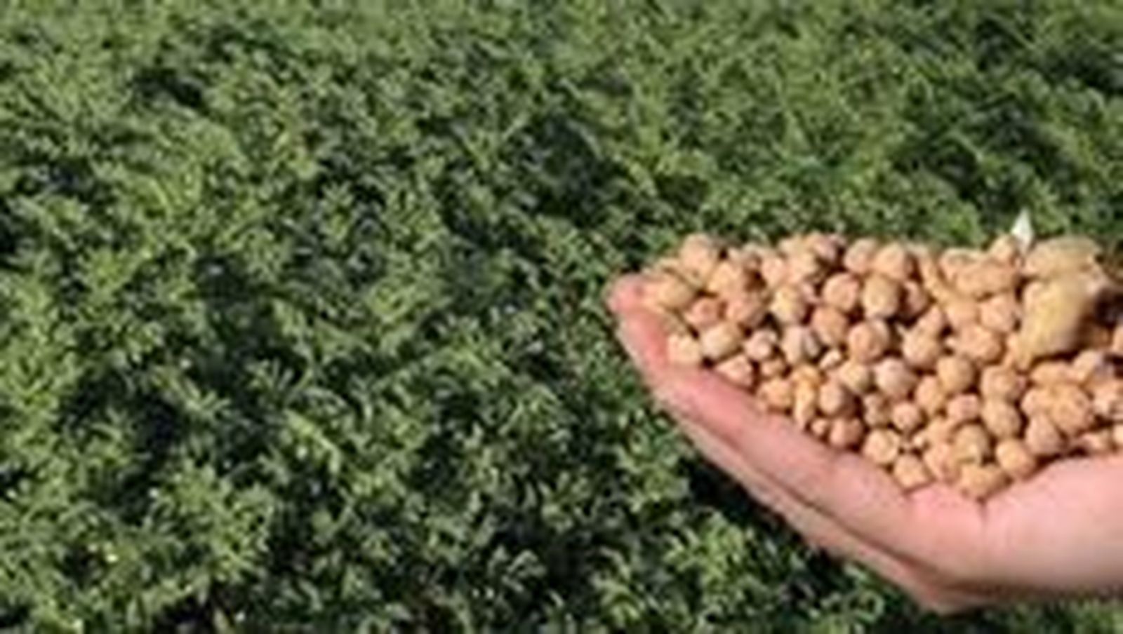 El PSOE denuncia el “desinterés” del PP en promocionar los garbanzos de Fuentesaúco