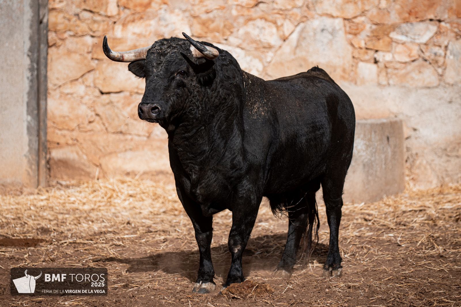 De 'Filósofo' a 'Volador': los toros García y Olga Jiménez para el regreso de Morante a La Glorieta con Ismael Martín y Marco Pérez