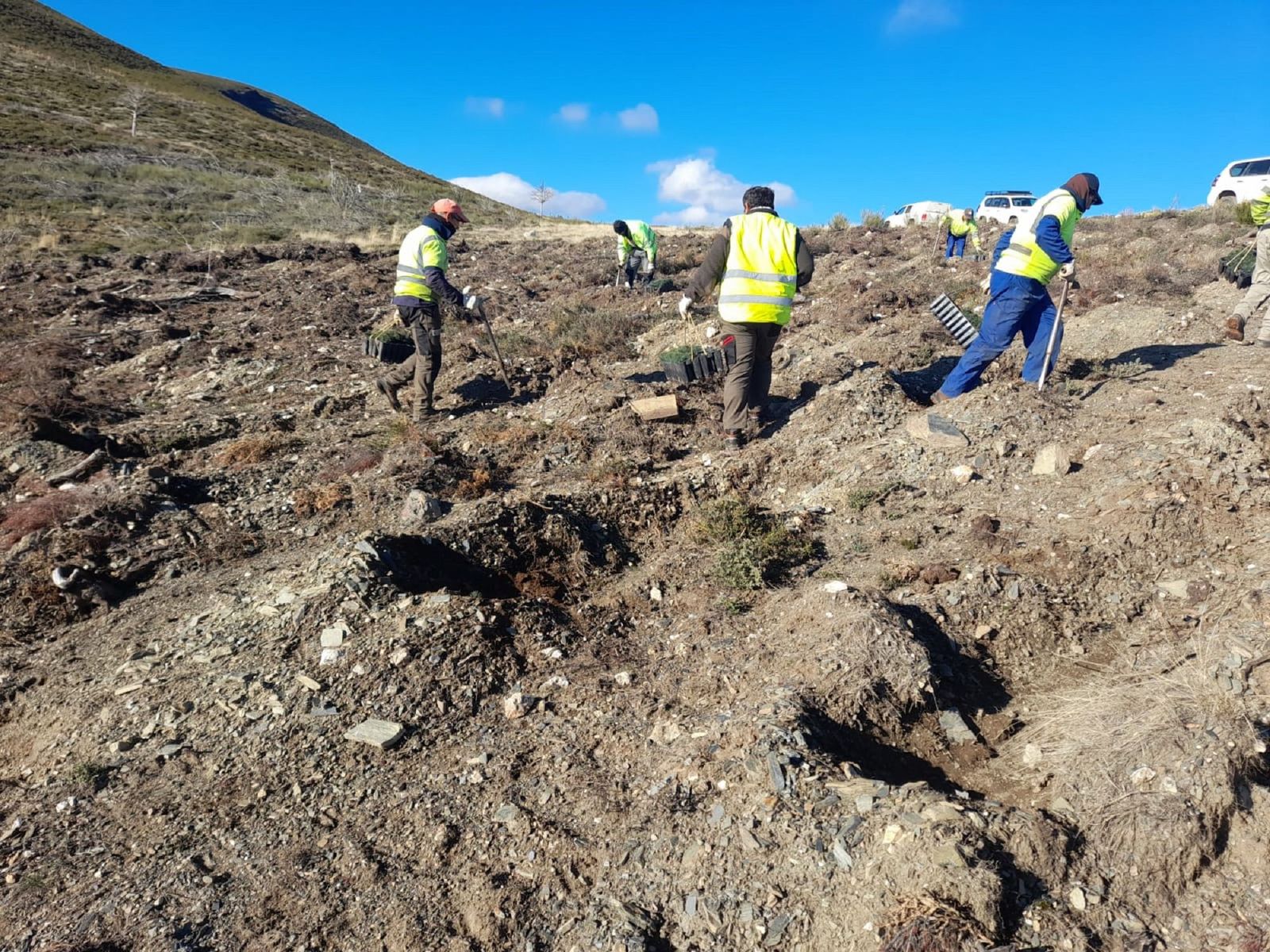 Repoblación forestal