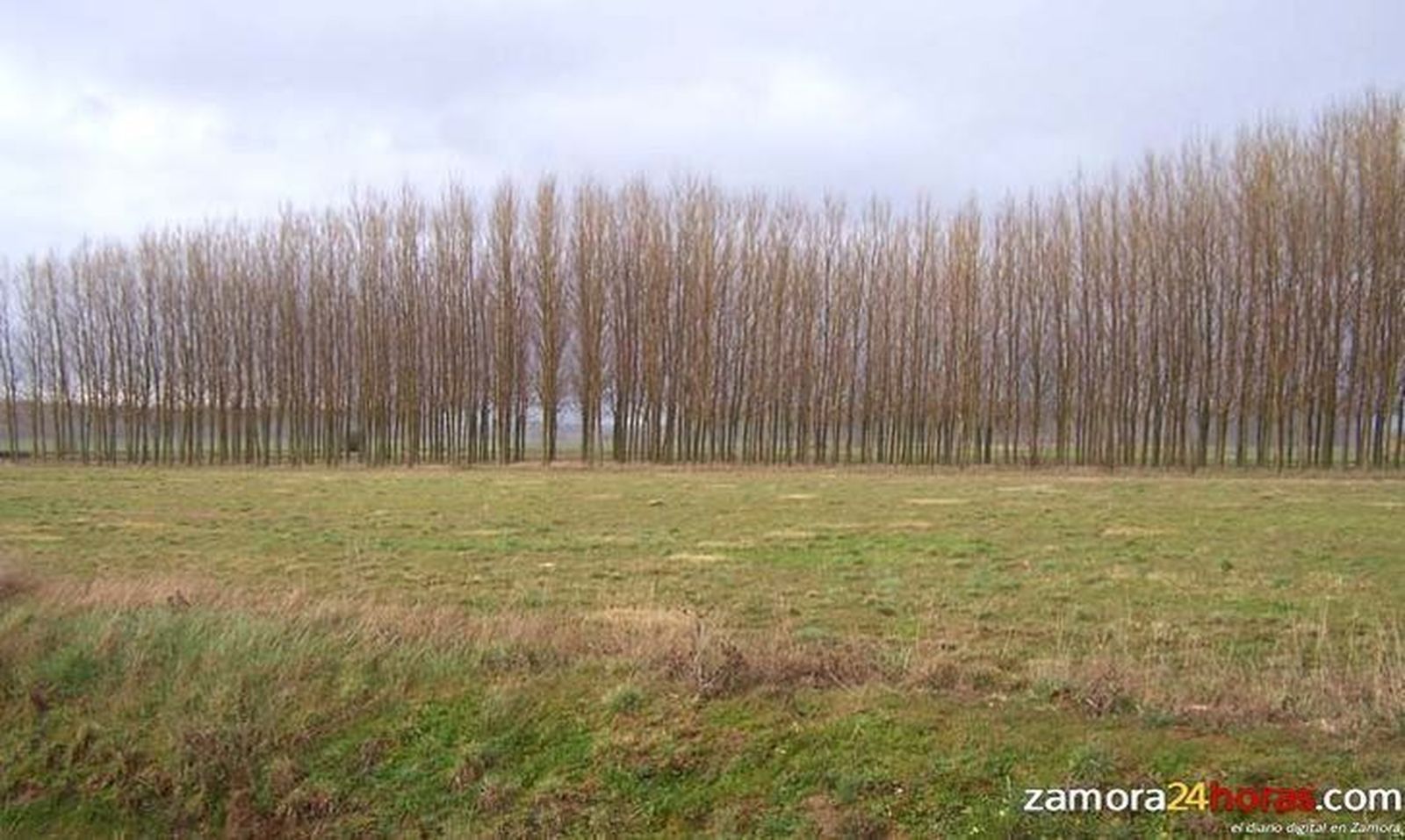 Castilla y León, primera comunidad autónoma de España en producción de madera de chopo
