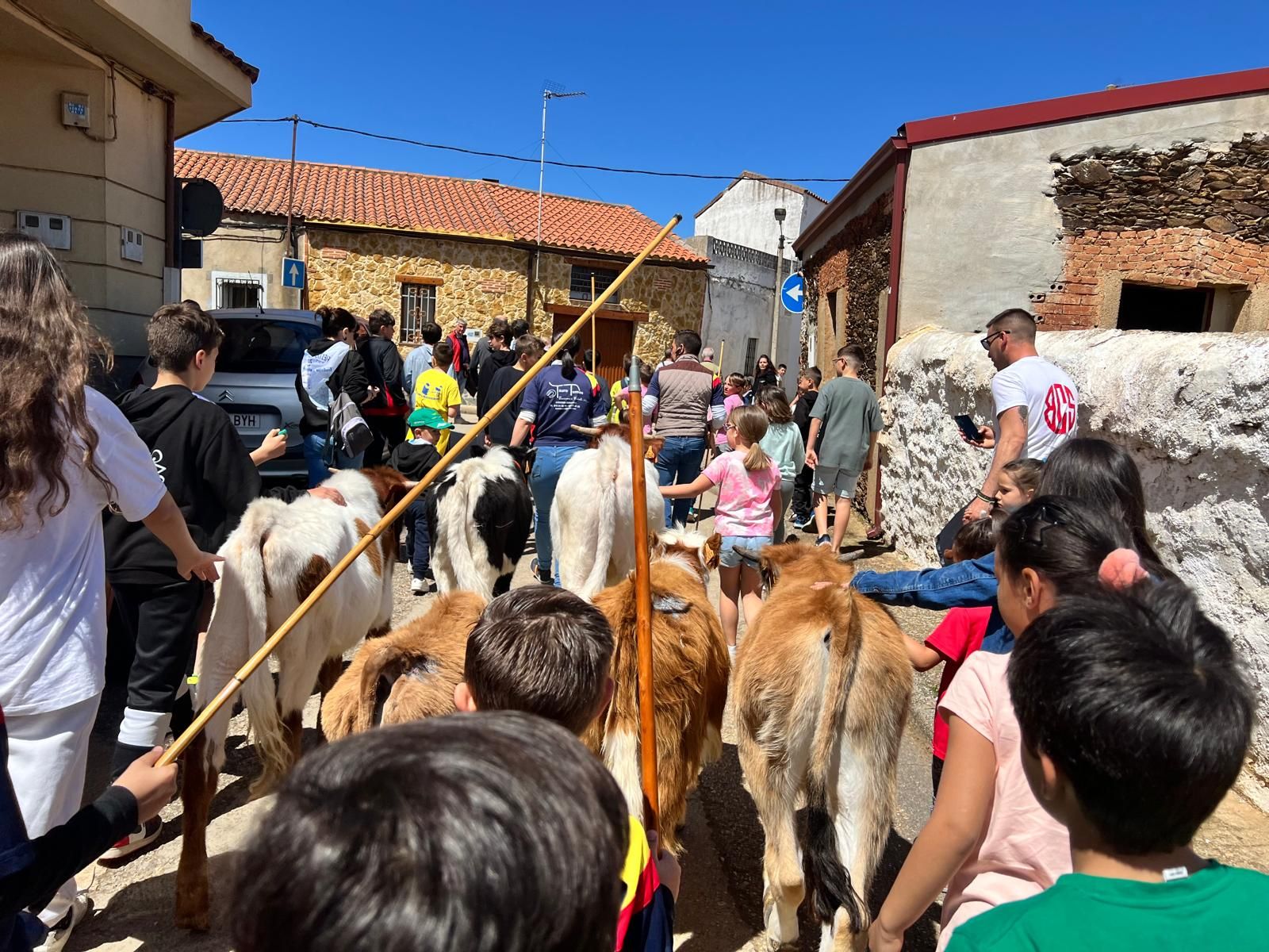 mini-bueyes-en-elas-fiestas-de-doninos-2025-9