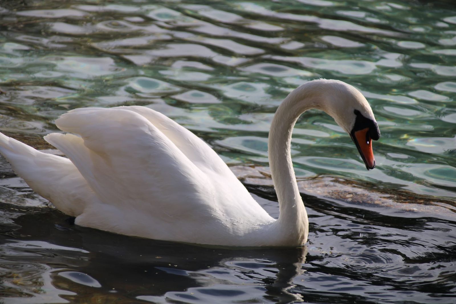 Patos y cisnes vuelven al estanque de La Alamedilla